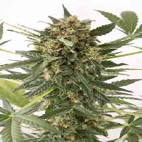 Kush-N-Cheese Autoflowering > Dinafem Seeds